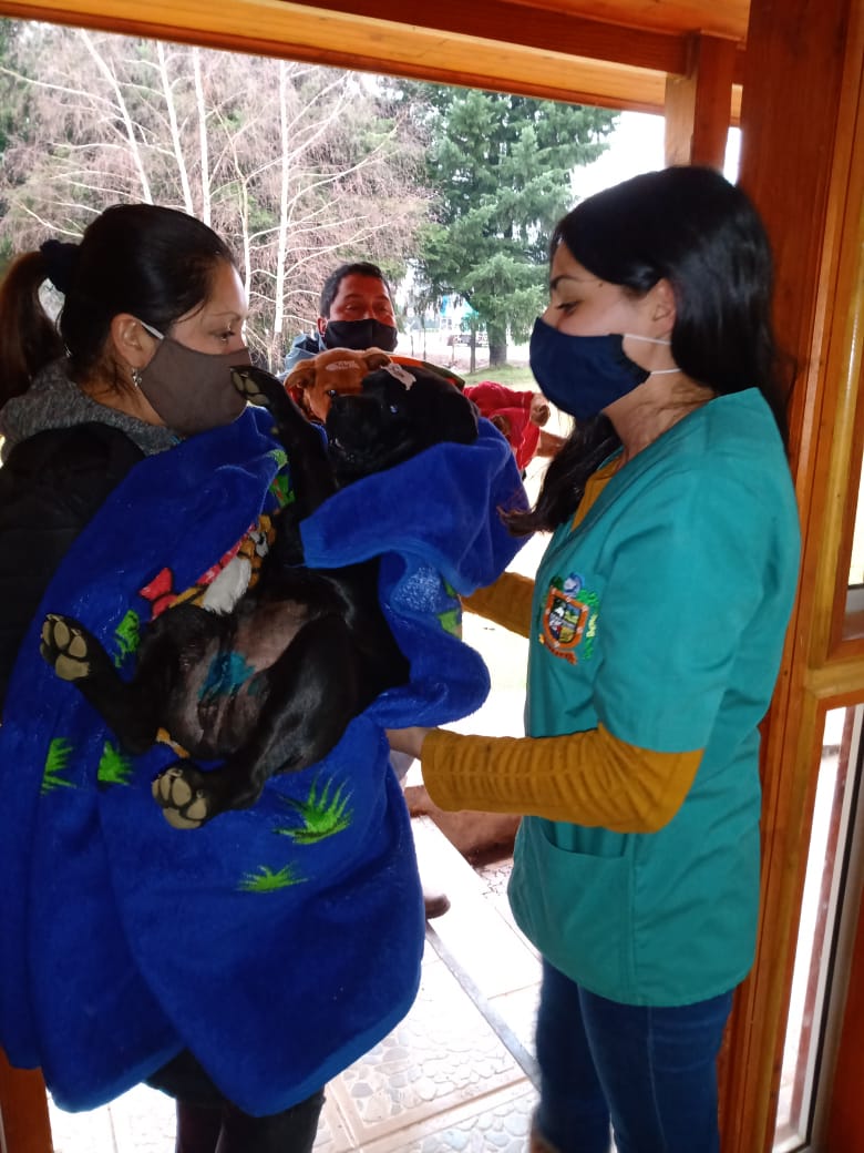 Lee más sobre el artículo Exitoso Operativo de Esterilización de Mascotas realizó el municipio a través del Programa Municipal de Tenencia Responsable de Mascotas .