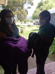 Lee más sobre el artículo CONTINÚAN LAS EXITOSAS JORNADAS DE ESTERILIZACIÓN DE MASCOTAS.