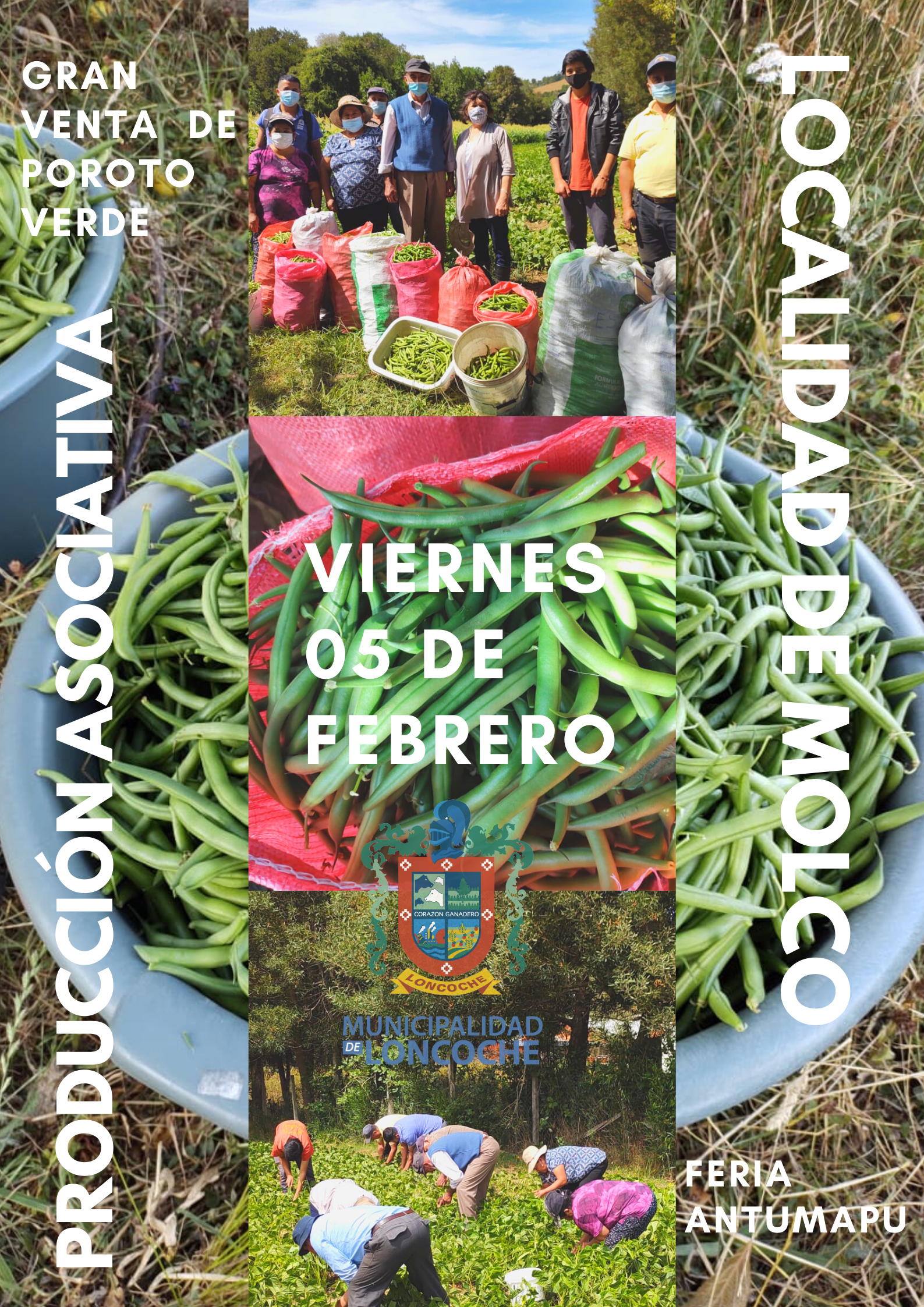 Lee más sobre el artículo Exitosa cosecha de Poroto Verde variedad «CHISOLM» en parcela experimental de localidad de Molco.