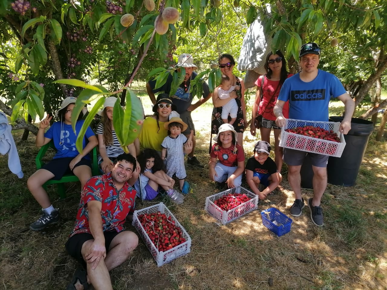 Lee más sobre el artículo AGROTURISMO EN LONCOCHE: RECOLECTAR FRUTILLAS PARA EL PROPIO CONSUMO.