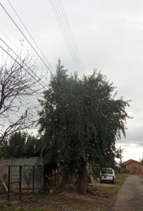 Lee más sobre el artículo INFORMAN QUE SAESA SE COMPROMETIÓ A SOLUCIONAR PROBLEMAS DE ALUMBRADO PÚBLICO EN LOS NOTROS.