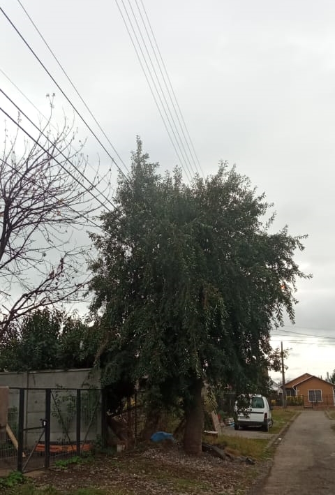 Lee más sobre el artículo INFORMAN QUE SAESA SE COMPROMETIÓ A SOLUCIONAR PROBLEMAS DE ALUMBRADO PÚBLICO EN LOS NOTROS.