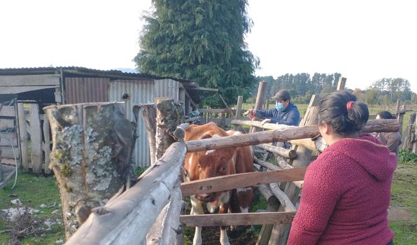En este momento estás viendo PROGRAMA DE DESARROLLO RURAL TRABAJA EN MANEJOS SANITARIOS PARA ANIMALES EN INVIERNO.