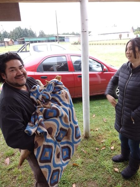 Lee más sobre el artículo JORNADA DE CIRUGÍAS DE ESTERILIZACIÓN MUNICIPAL PARA AGRUPACIÓN PRO-HUELLAS LONCOCHE.