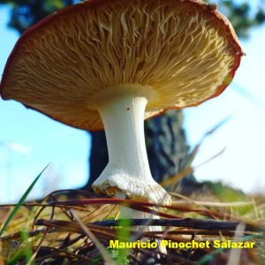 Lee más sobre el artículo CONCURSO FOTOGRÁFICO «REINO FUNGI».