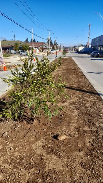 Lee más sobre el artículo DÍA MUNDIAL DEL ÁRBOL 🌳
