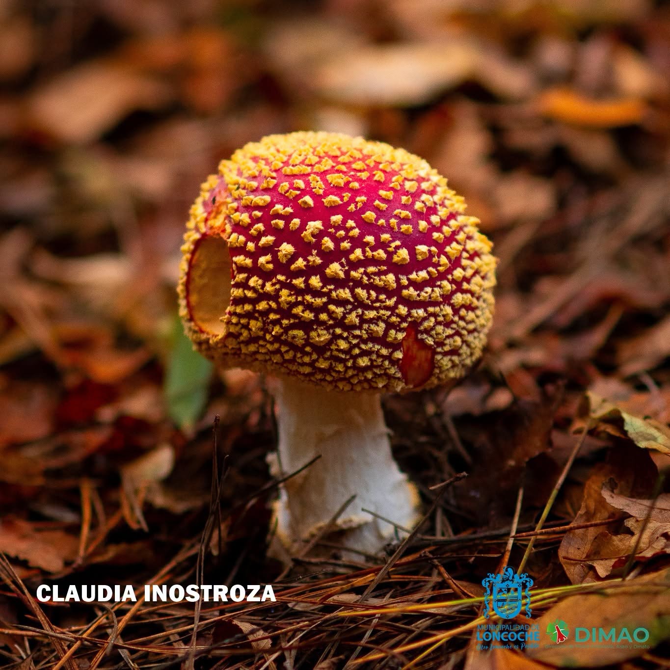 Lee más sobre el artículo GANADORAS CONCURSO REINO FUNGI CATEGORÍA 2: MAYORES DE 18 AÑOS
