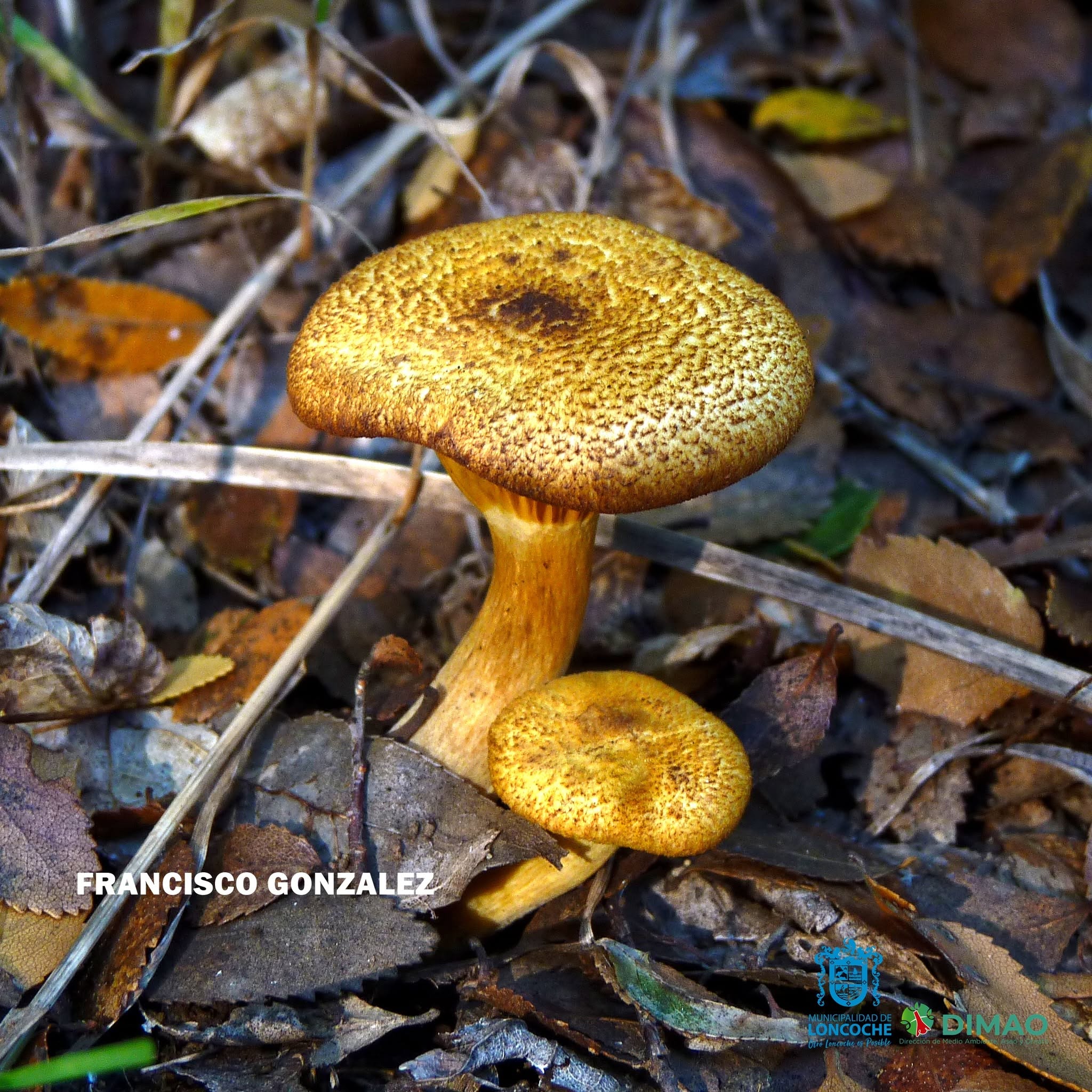 Lee más sobre el artículo GANADORES CONCURSO REINO FUNGI CATEGORÍA 1: MENORES DE 18 AÑOS